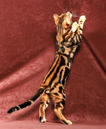 The Bengal  | Bengal Cat Breeder NiteWindes Catter...