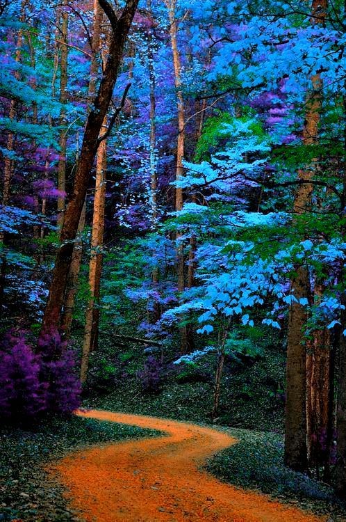 blue trees path Great Smoky Mountains National Par...