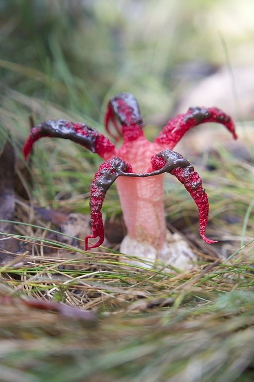 Octopus stinkhorn fungus, Laternea pusilla   Weird...