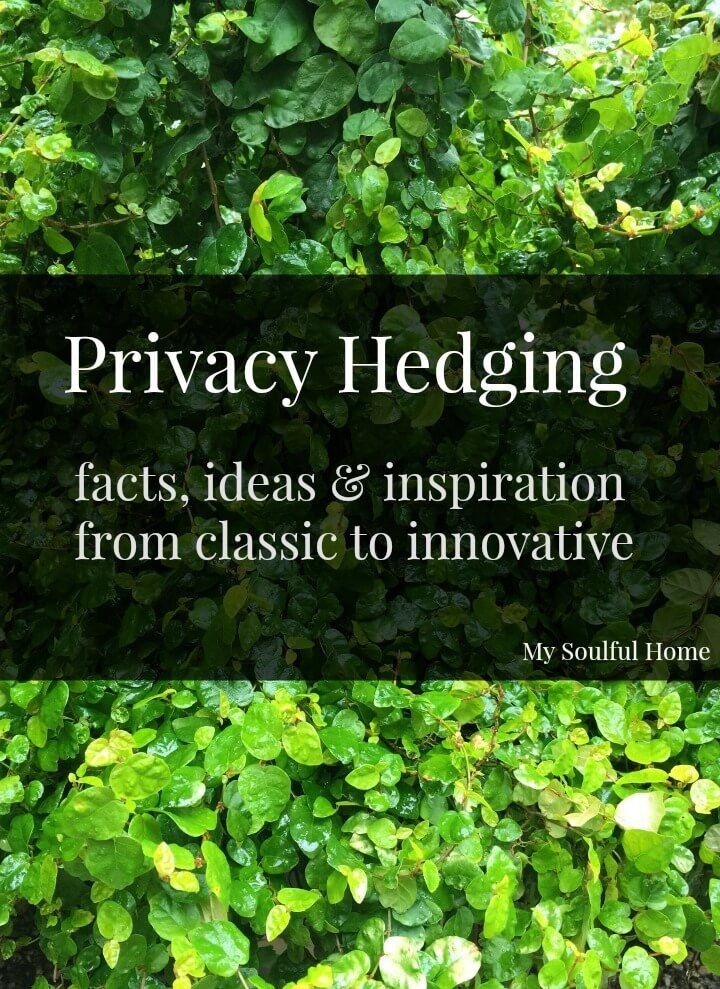 Privacy hedge ideas, inspiration & sources