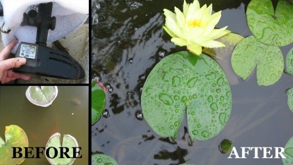Easy trick for a sparkling clear pond - get the gu...