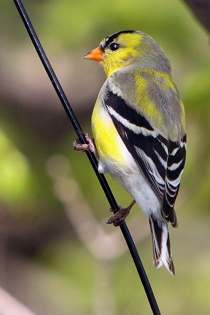 American Goldfinch by Dan Demczuk on Flickr* - Los...