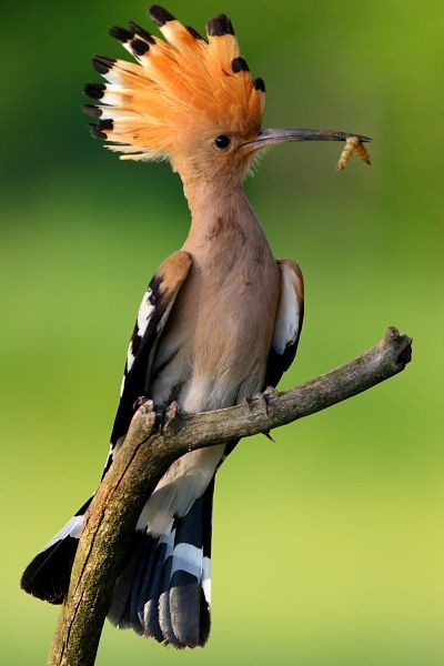 The Hoopoe (Upupa epops) is a colourful bird that...