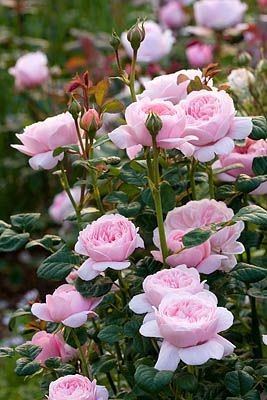 'Queen of Sweden' rose,,,,BELLISIMAS ROSES - ROSES...