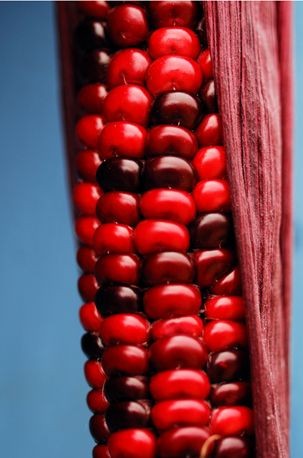 red corn--not a recipe, just a gee wiz I've never...