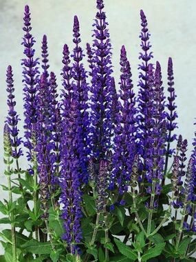 ** Salvia - Merleau Blue. Perennial in zones 4-8,...