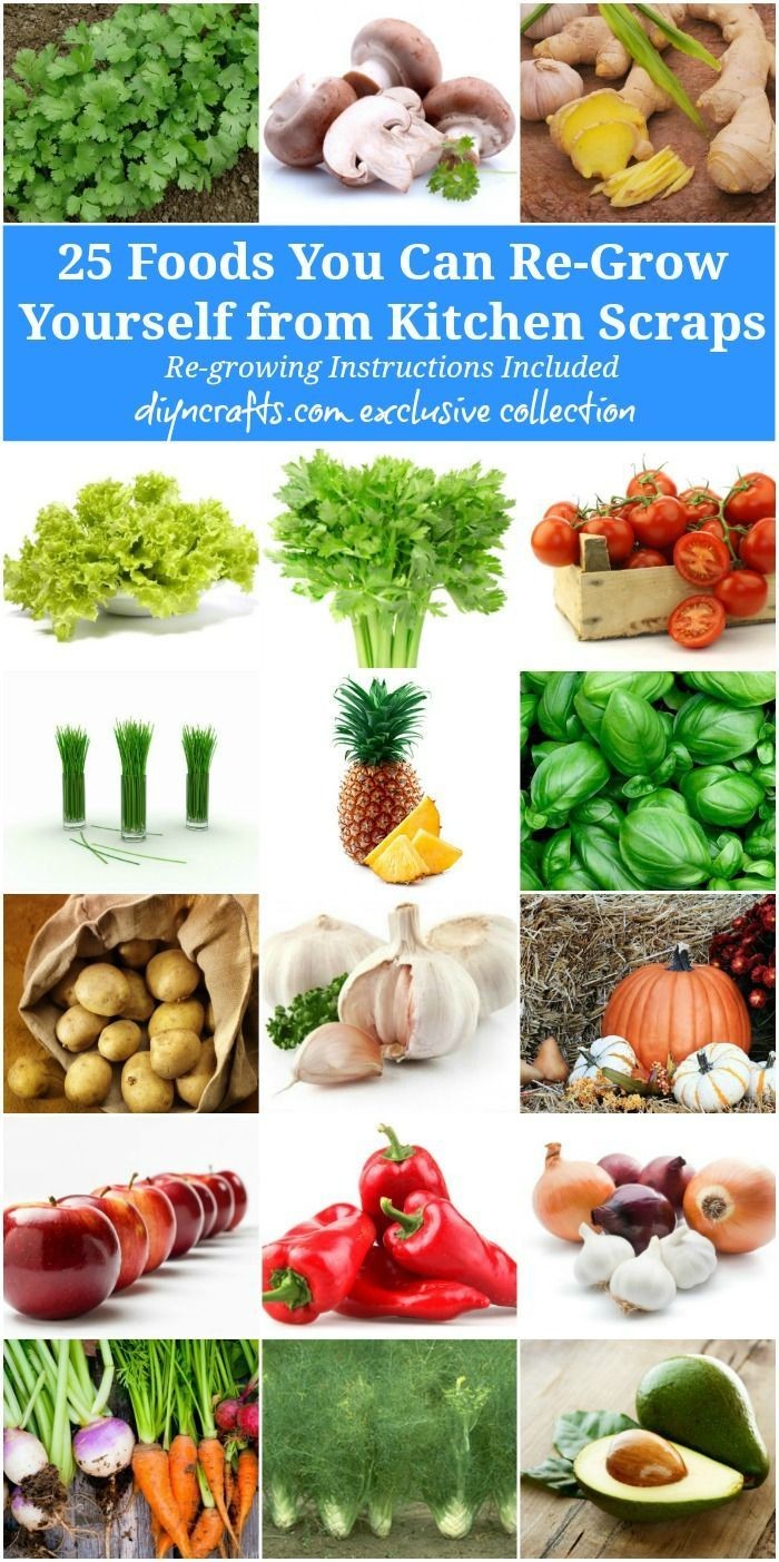 25 Foods You Can Re-Grow Yourself from Kitchen Scr...