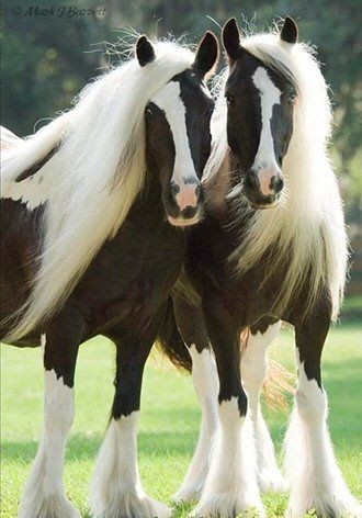 Skye and Pie - Gypsy Vanners.  These gorgeous hors...