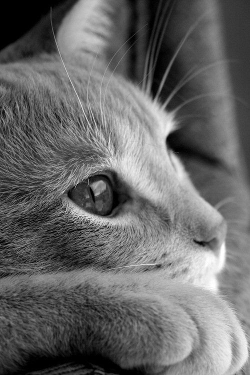 feline | kitten | black & white | cat | eyes |...