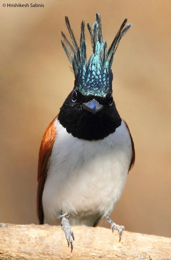 Crowned! Asian Paradise Flycatcher - Sub-Adult Mal...