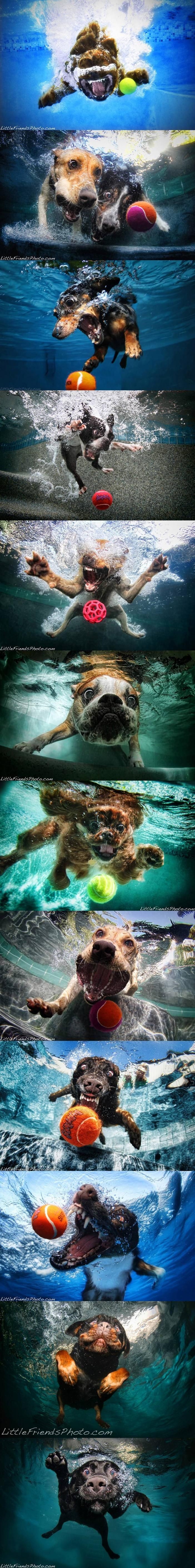 Dogs under water.Ball… ball… ball!!! T...