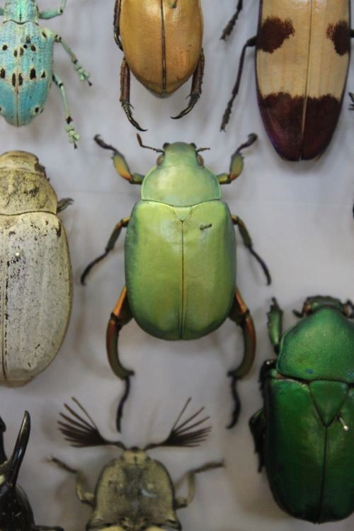 ‘Beetle green’, Oxford Natural History...