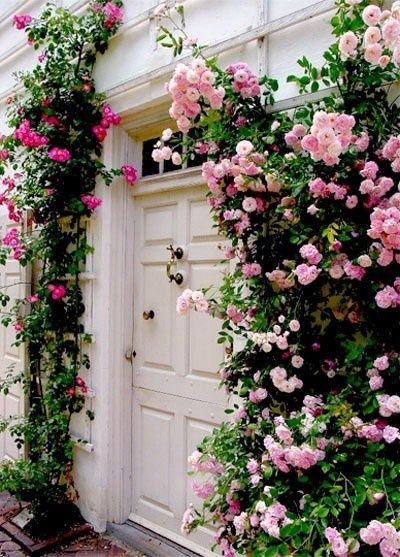 Climbing roses | 1001 Gardens. Want!!! Think I wil...