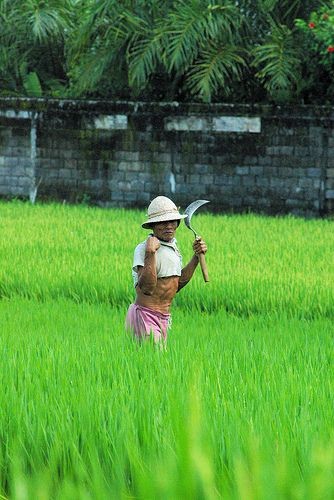 Harvesting Rice in Ubud | par cwgoodroe