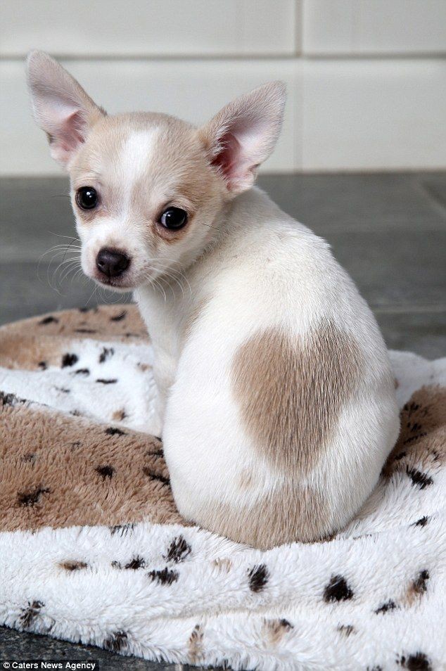 Teddy the 11-week-old Chihuahua was born with a bi...
