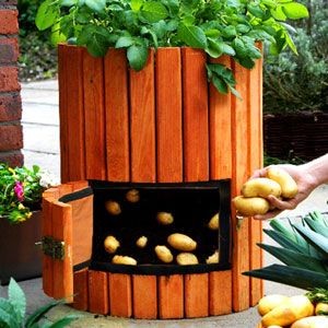 You Can Grow 100 Pounds of Potatoes In a Barrel!