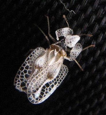 WOW! The Sycamore Lace Bug (Corythucha ciliata)