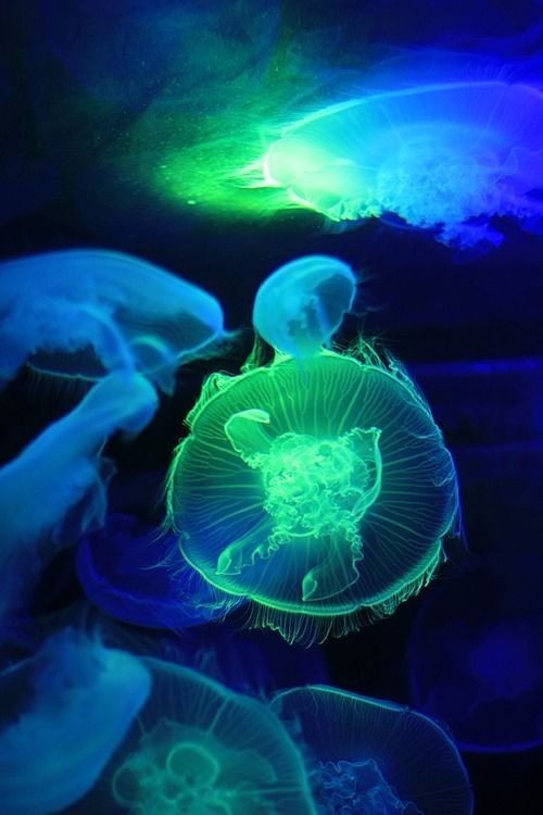 An incredible jelly