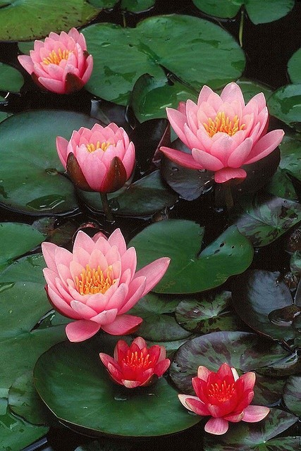 Water Lily Detail, via Flickr.