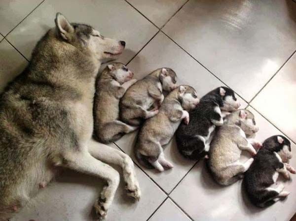 All creatures great and small ;)  Mama dog and pup...