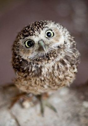 I don't know what it is about owls, they are just...