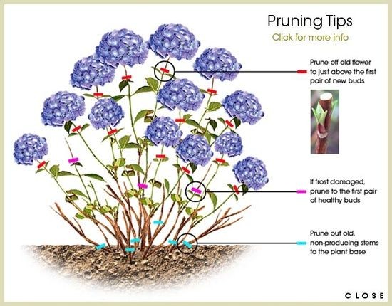 Hydrangea Pruning Tips no site to go to but this i...