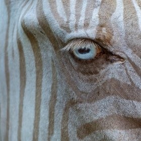 One in a million, Blue eyes and Blonde ZEBRA...