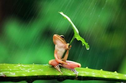 Sólo una rana con paraguas