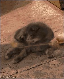 20 Cat gifs That Will Make You Giggle