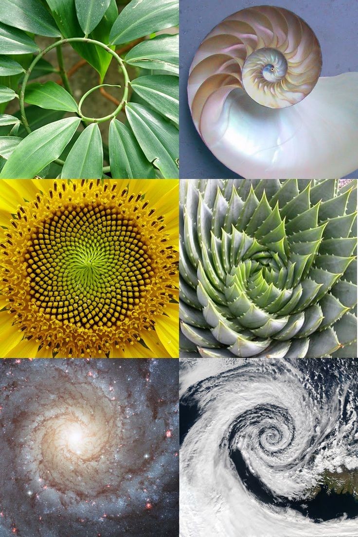 Sacred Geometry, the golden ratio or mean and phi...