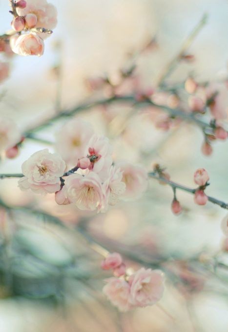 chasingrainbowsforever:Cherry Blossoms ~ By Mayu