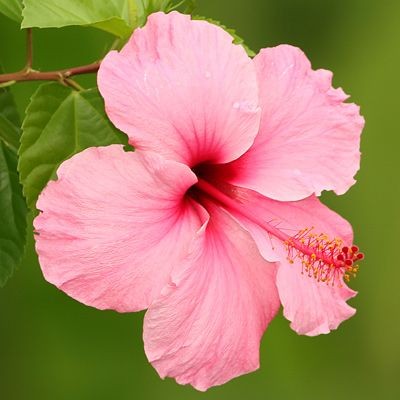 pictures of hibiscus flowers | found on wondersoft...