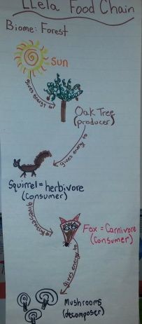 5th Grade Science Anchor Chart --Food chain with i...