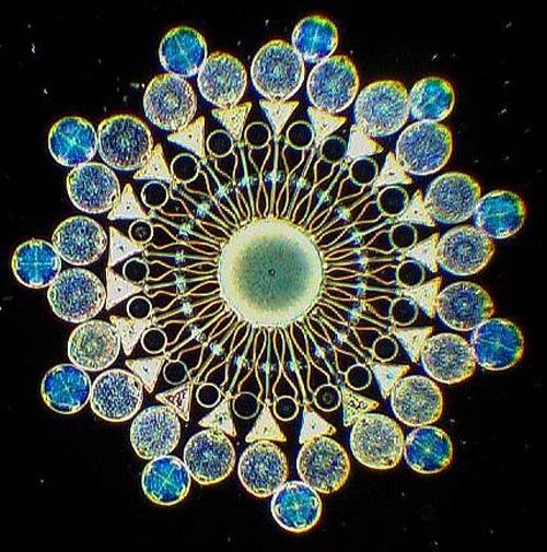 Diatoms arranged and dyed under the microscope to...