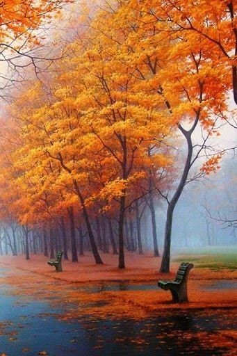 Autumn is one of my favorite season, the leaves of...