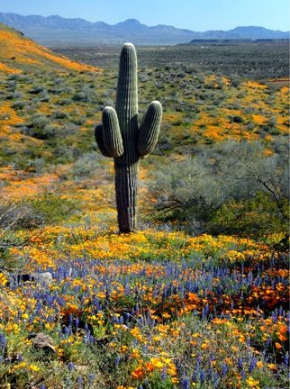 The softer side of the American Southwest: "Wildfl...