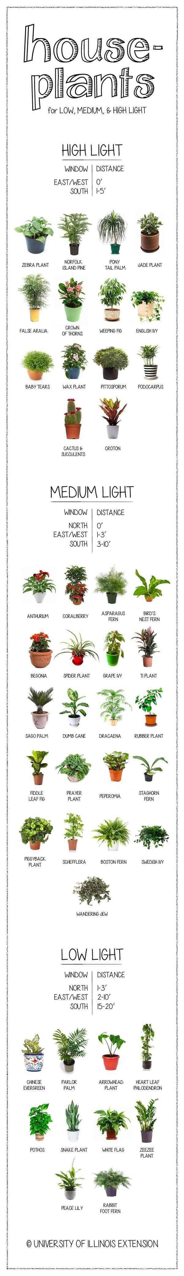 How much light does your houseplant need? Find out...