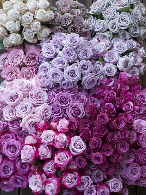Color Study of Lavender and Purple Roses by Harves...