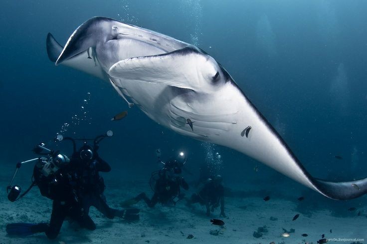 Manta ray and paparazzi in lucid waters of Raja Am...