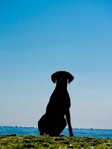 Looking Out. Black Labrador.