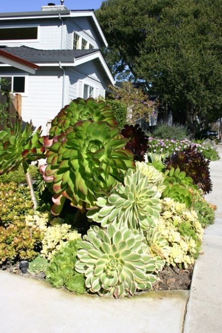 From Succulent Gardens website.  Ginormous succule...