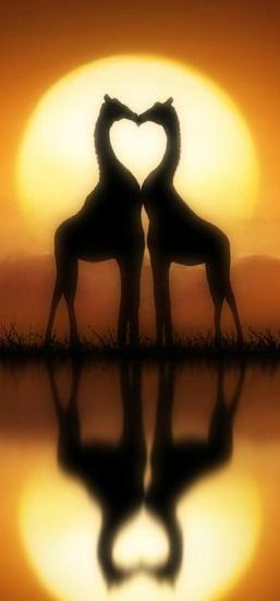 'It must be love' Giraffes at sunset by Jenny Wood...