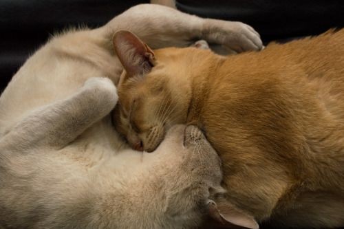 Cat yin-yang by Tjarko Busink    	 Via Flickr:&#16...