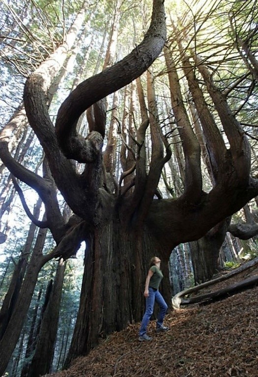 Enchanted Forest - Redwood National Park, Californ...