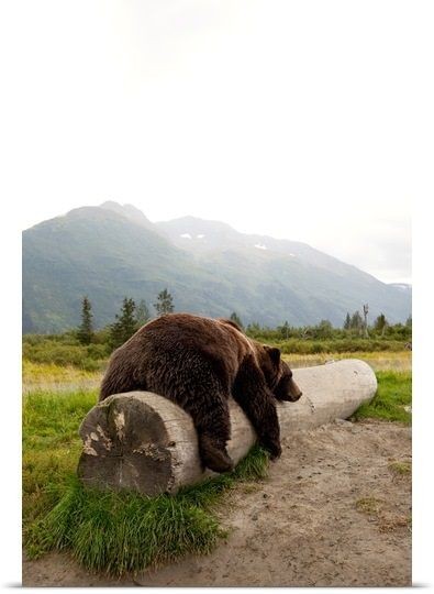 Adult Brown bear rests on a log at the Alaska Wild...