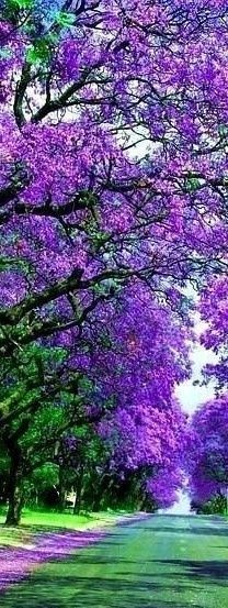 Jacaranda trees-wondering if these are the purple...