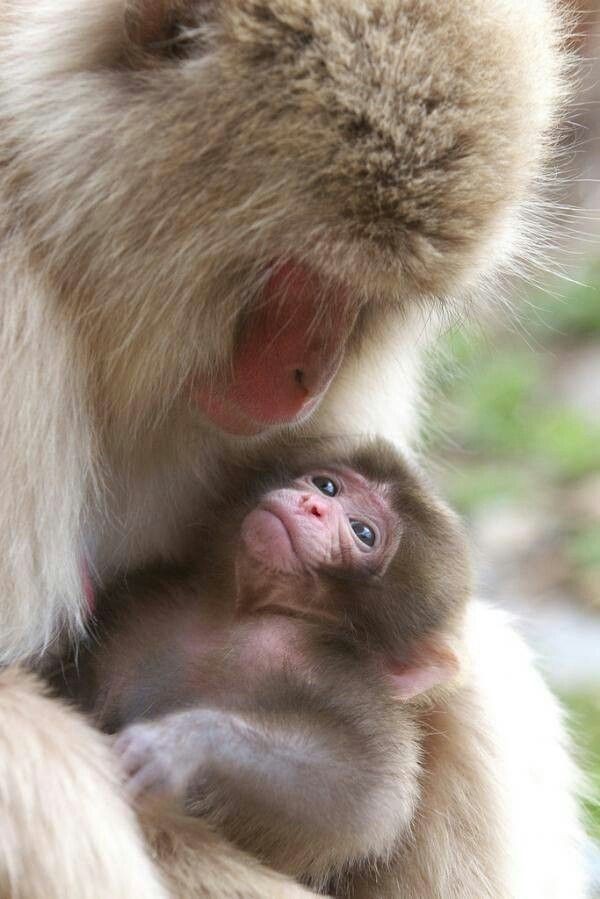 Snow monkey mom and her adored little one
