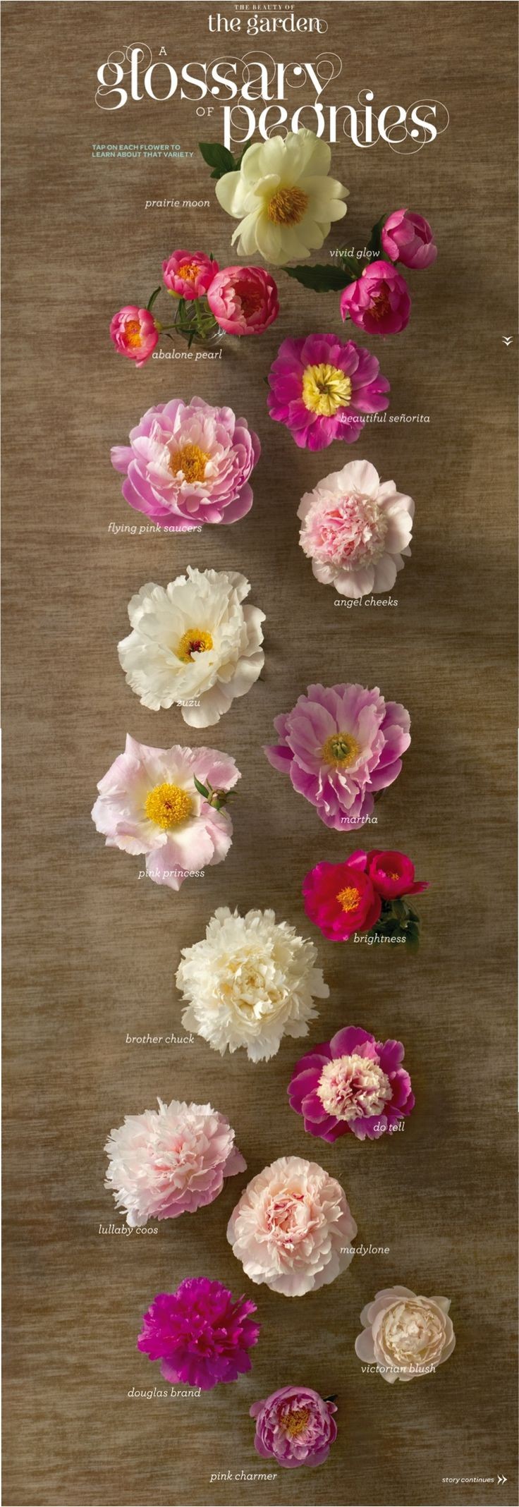 peonies ...omg check out the names..."angel cheeks...