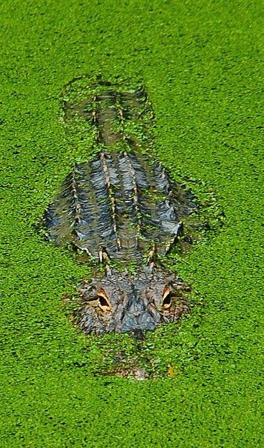 Everglades National Park is home to thousands of a...