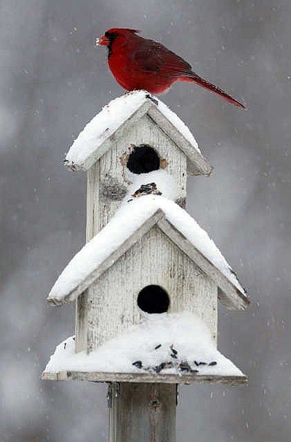 oh my birdhouse with snow, little red bird, remind...